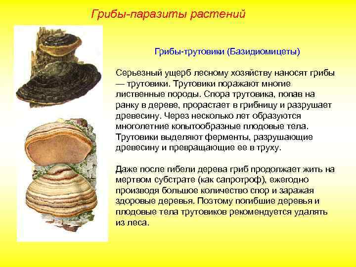 Грибы-паразиты растений Грибы-трутовики (Базидиомицеты) Серьезный ущерб лесному хозяйству наносят грибы — трутовики. Трутовики поражают