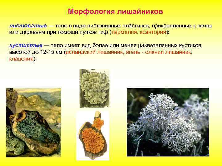 Морфология лишайников листоватые — тело в виде листовидных пластинок, прикрепленных к почве или деревьям