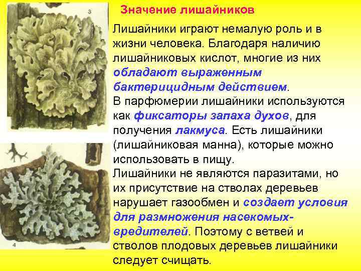 Значение лишайников Лишайники играют немалую роль и в жизни человека. Благодаря наличию лишайниковых кислот,