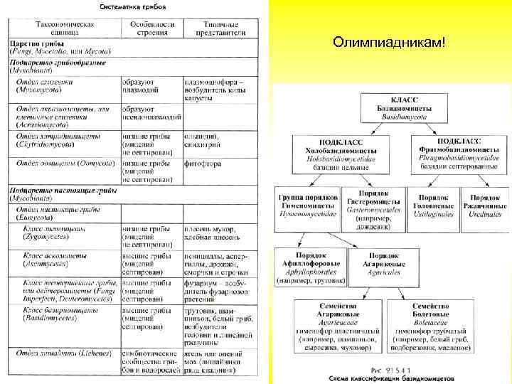 Олимпиадникам! 
