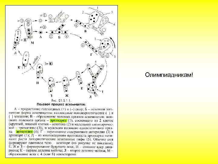 Олимпиадникам! 