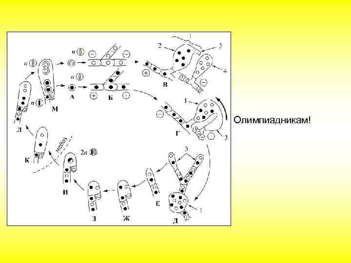 Олимпиадникам! 