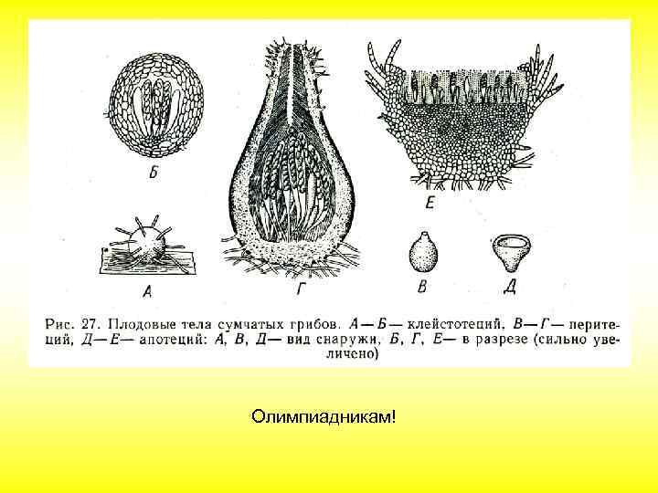 Олимпиадникам! 