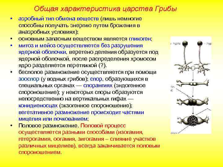 Общая характеристика царства Грибы • • • аэробный тип обмена веществ (лишь немногие способны