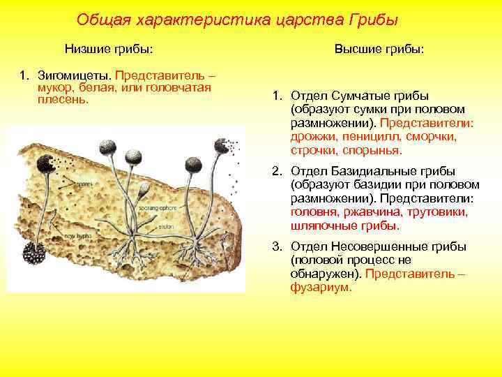 Формы и способы размножения грибов схема 26