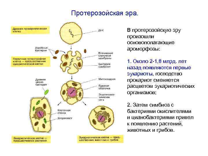 Протерозойская эра. В протерозойскую эру произошли основополагающие ароморфозы: 1. Около 2 -1, 8 млрд.