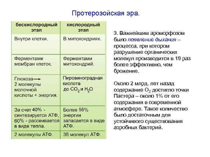 Протерозойская эра. 3. Важнейшим ароморфозом было появление дыхания – процесса, при котором разрушение органических