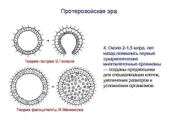 Протерозойская эра. 4. Около 2 -1, 5 млрд. лет назад появились первые эукариотические многоклеточные