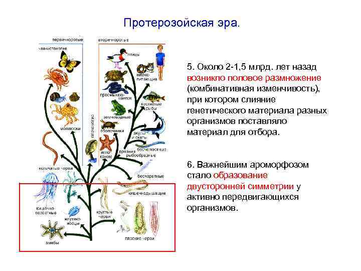 Протерозойская эра. 5. Около 2 -1, 5 млрд. лет назад возникло половое размножение (комбинативная
