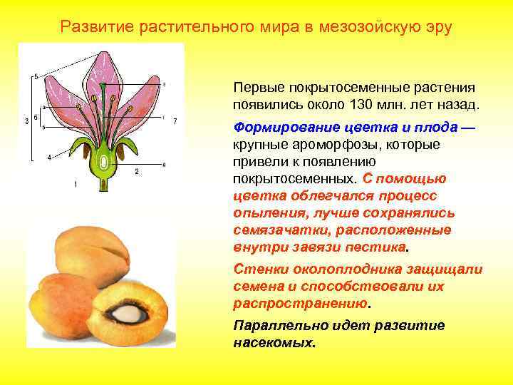 Развитие растительного мира в мезозойскую эру Первые покрытосеменные растения появились около 130 млн. лет