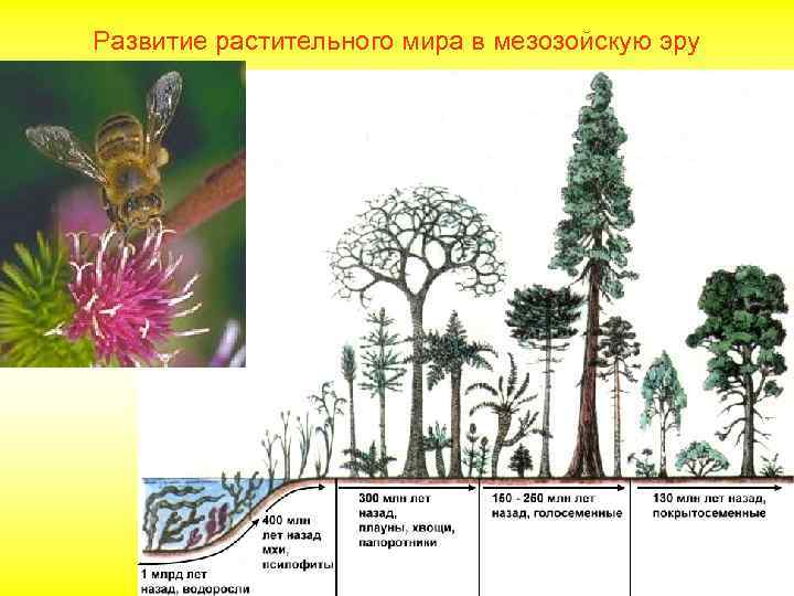 Развитие растительного мира в мезозойскую эру 