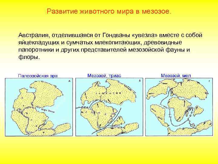 Развитие животного мира в мезозое. Австралия, отделившаяся от Гондваны «увезла» вместе с собой яйцекладущих
