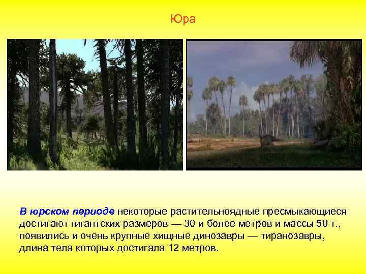 Юра В юрском периоде некоторые растительноядные пресмыкающиеся достигают гигантских размеров — 30 и более