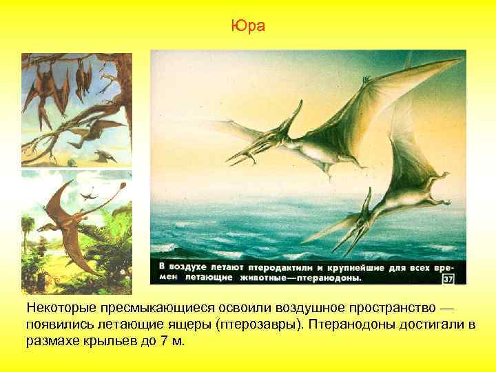 Юра Некоторые пресмыкающиеся освоили воздушное пространство — появились летающие ящеры (птерозавры). Птеранодоны достигали в