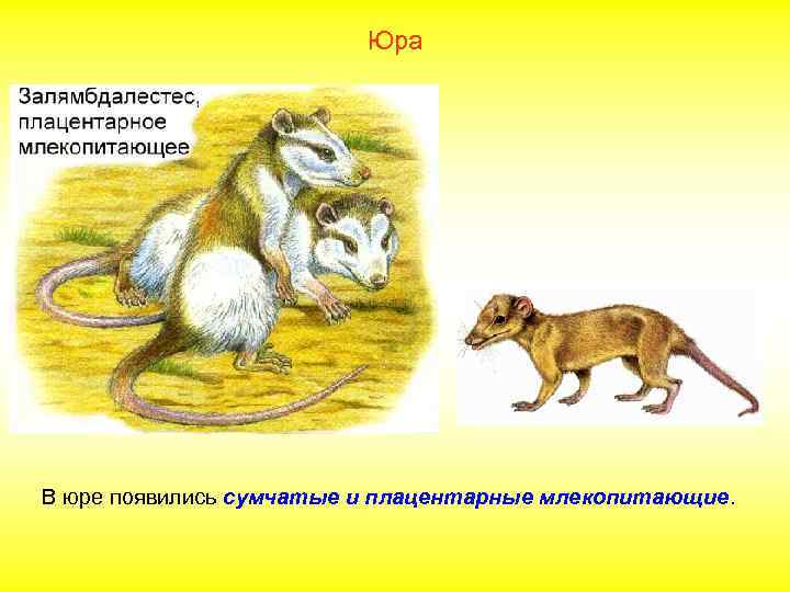 Юра В юре появились сумчатые и плацентарные млекопитающие. 