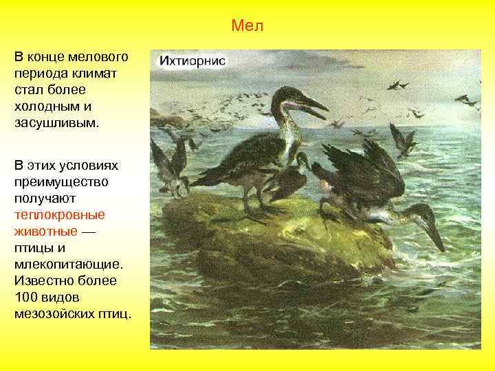 Мел В конце мелового периода климат стал более холодным и засушливым. В этих условиях