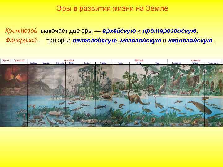 Эры в развитии жизни на Земле Криптозой включает две эры — архейскую и протерозойскую;