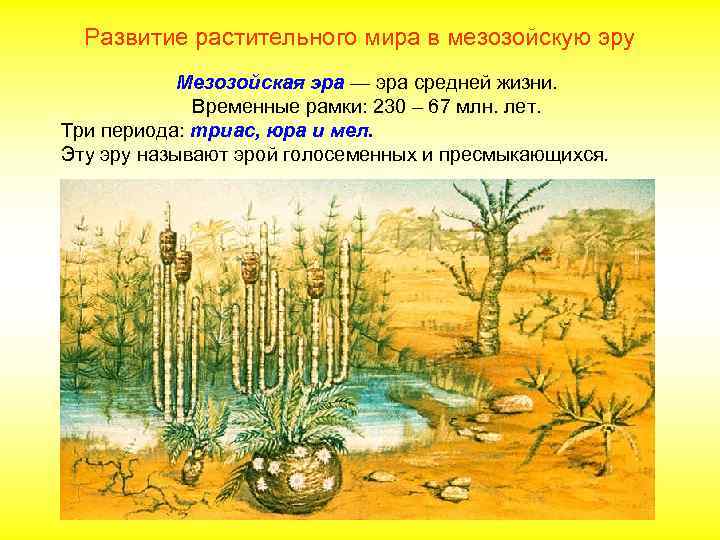 Развитие растительного мира в мезозойскую эру Мезозойская эра — эра средней жизни. Временные рамки:
