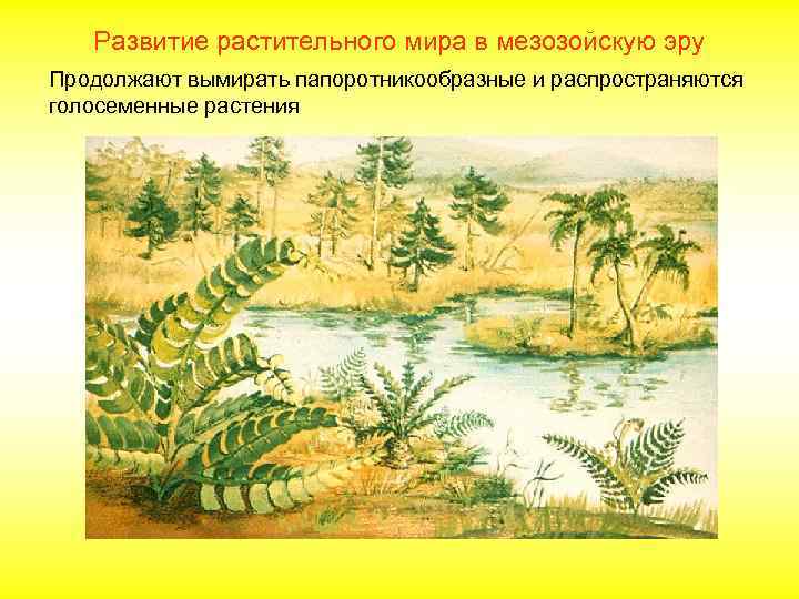 Развитие растительного мира в мезозойскую эру Продолжают вымирать папоротникообразные и распространяются голосеменные растения 