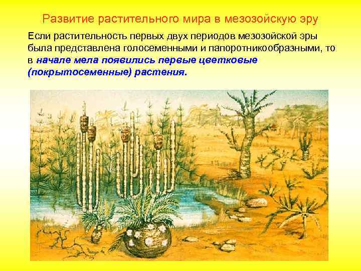 Развитие растительного мира в мезозойскую эру Если растительность первых двух периодов мезозойской эры была