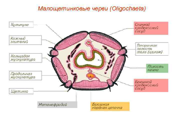 Малощетинковые черви (Oligochaeta) 