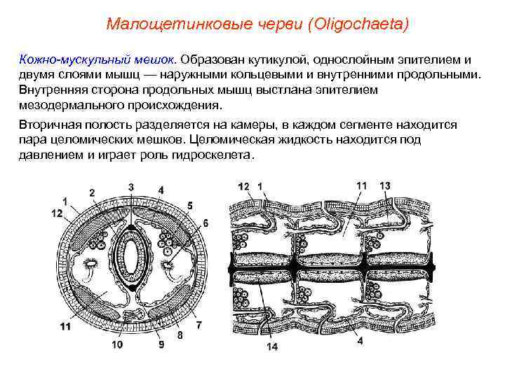 Малощетинковые черви (Oligochaeta) Кожно-мускульный мешок. Образован кутикулой, однослойным эпителием и двумя слоями мышц —