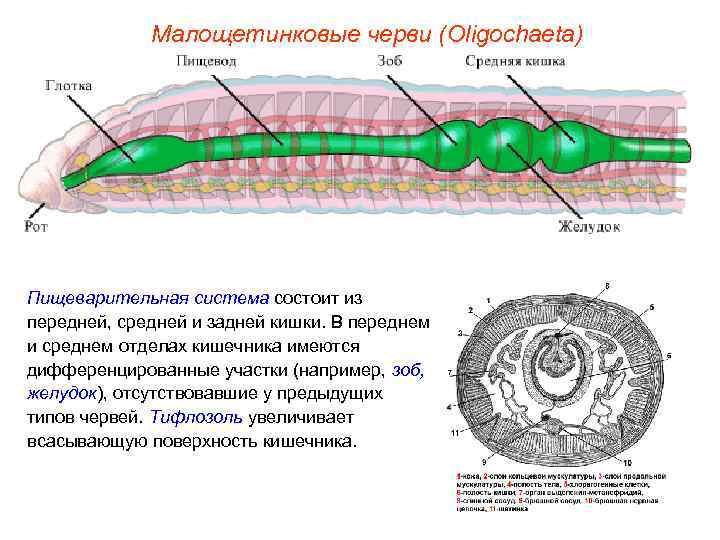 Малощетинковые черви (Oligochaeta) Пищеварительная система состоит из передней, средней и задней кишки. В переднем
