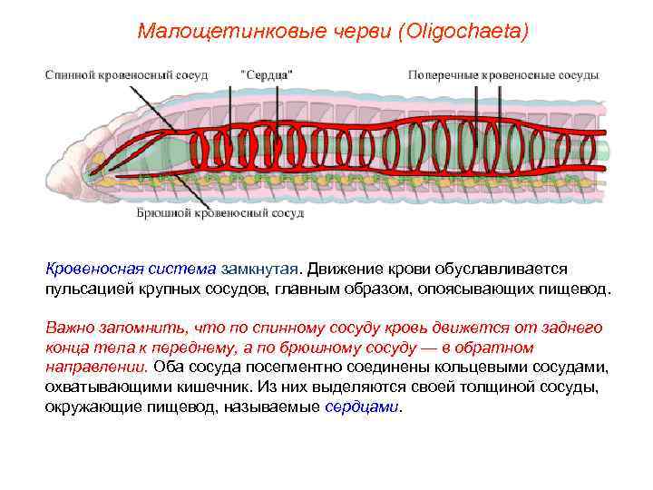 Малощетинковые черви (Oligochaeta) Кровеносная система замкнутая. Движение крови обуславливается пульсацией крупных сосудов, главным образом,