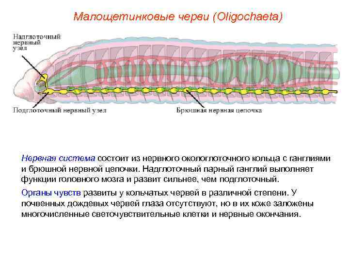 Малощетинковые черви (Oligochaeta) Нервная система состоит из нервного окологлоточного кольца с ганглиями и брюшной