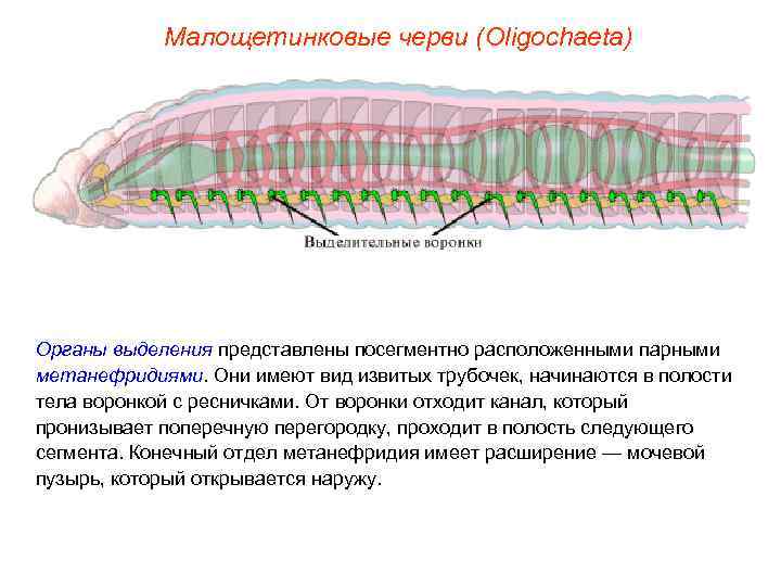 Малощетинковые черви (Oligochaeta) Органы выделения представлены посегментно расположенными парными метанефридиями. Они имеют вид извитых