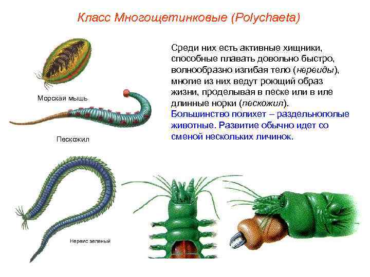 Класс Многощетинковые (Polуchaeta) Морская мышь Пескожил Среди них есть активные хищники, способные плавать довольно