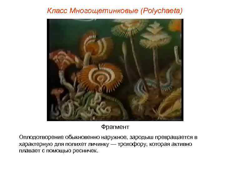 Класс Многощетинковые (Polуchaeta) Фрагмент Оплодотворение обыкновенно наружное, зародыш превращается в характерную для полихет личинку