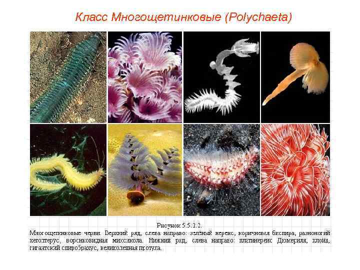 Класс Многощетинковые (Polуchaeta) 