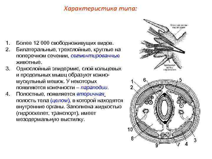 Характеристика типа: 1. 2. 3. 4. Более 12 000 свободноживущих видов. Билатеральные, трехслойные, круглые