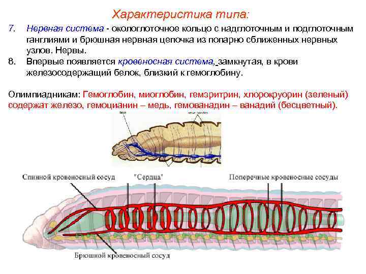 Характеристика типа: 7. 8. Нервная система - окологлоточное кольцо с надглоточным и подглоточным ганглиями