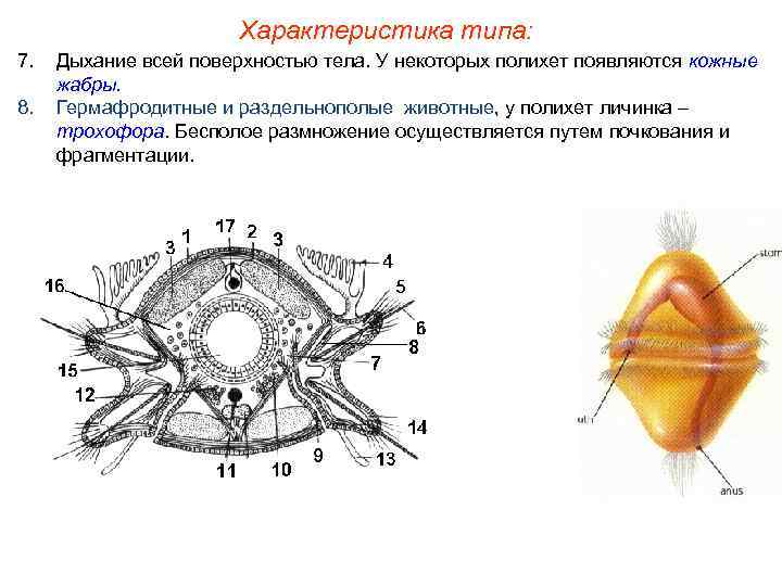Характеристика типа: 7. 8. Дыхание всей поверхностью тела. У некоторых полихет появляются кожные жабры.