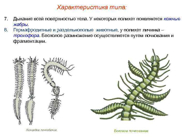 Характеристика типа: 7. 8. Дыхание всей поверхностью тела. У некоторых полихет появляются кожные жабры.