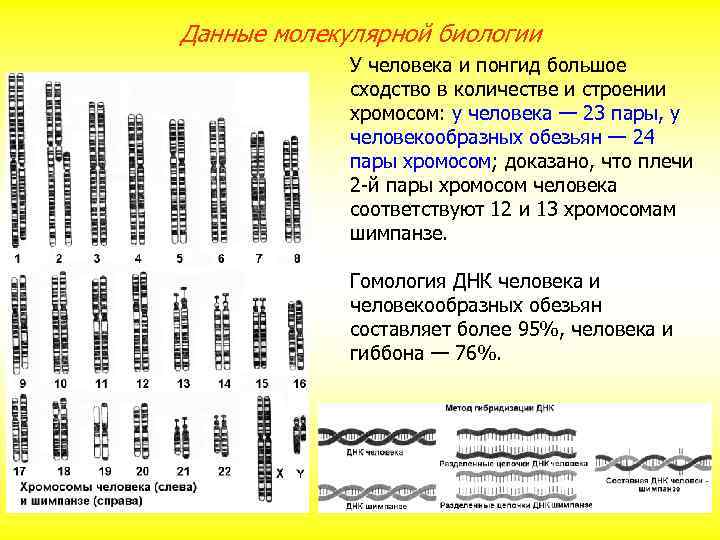 Данные молекулярной биологии У человека и понгид большое сходство в количестве и строении хромосом: