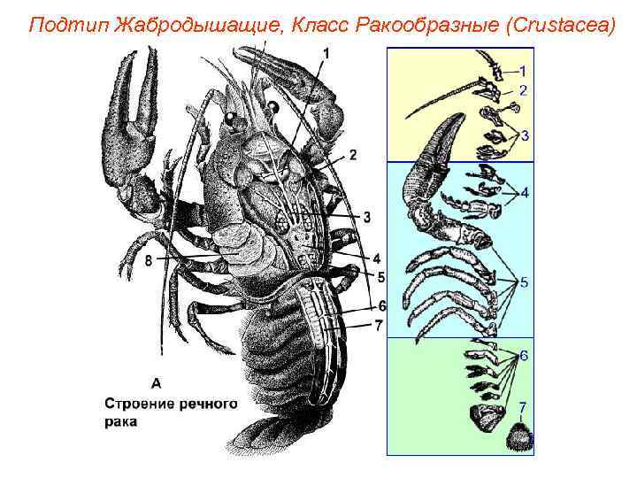 Подтип Жабродышащие, Класс Ракообразные (Crustacea) 
