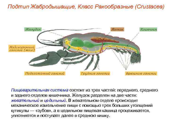 Подтип Жабродышащие, Класс Ракообразные (Crustacea) Пищеварительная система состоит из трех частей: переднего, среднего и