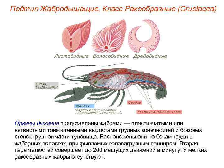 Подтип Жабродышащие, Класс Ракообразные (Crustacea) Органы дыхания представлены жабрами — пластинчатыми или ветвистыми тонкостенными