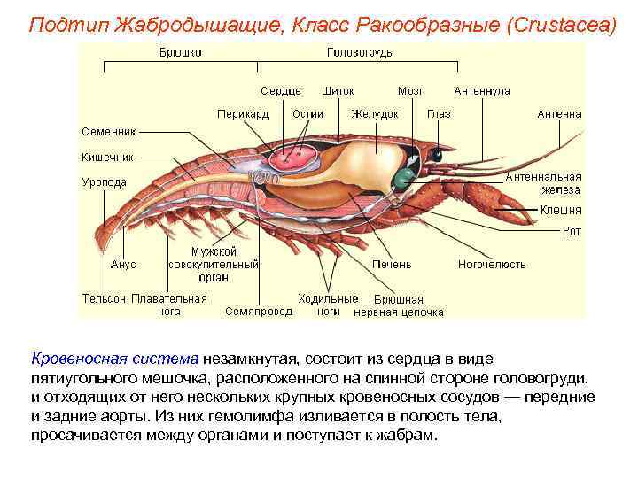Подтип Жабродышащие, Класс Ракообразные (Crustacea) Кровеносная система незамкнутая, состоит из сердца в виде пятиугольного