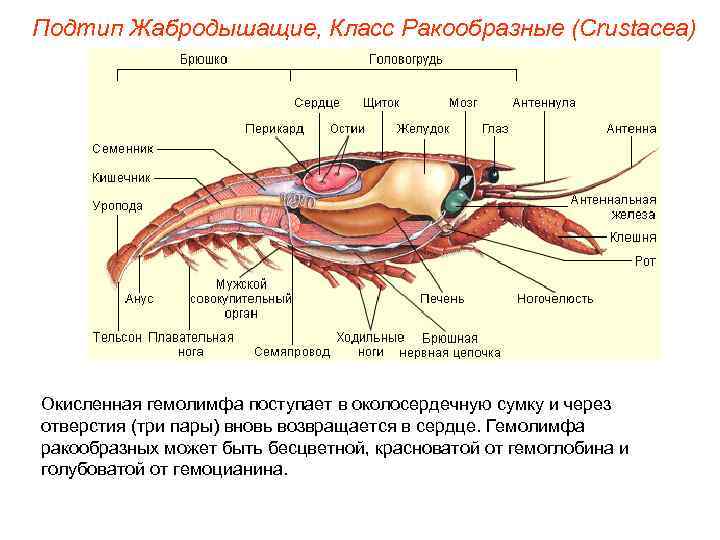 Подтип Жабродышащие, Класс Ракообразные (Crustacea) Окисленная гемолимфа поступает в околосердечную сумку и через отверстия