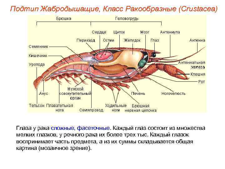 Подтип Жабродышащие, Класс Ракообразные (Crustacea) Глаза у рака сложные, фасеточные. Каждый глаз состоит из