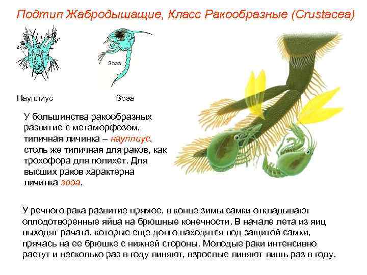 Подтип Жабродышащие, Класс Ракообразные (Crustacea) Науплиус Зоэа У большинства ракообразных развитие с метаморфозом, типичная