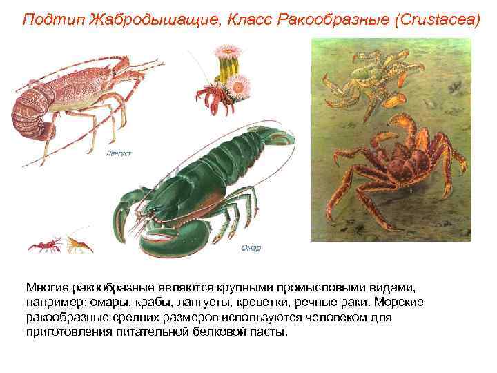 Подтип Жабродышащие, Класс Ракообразные (Crustacea) Многие ракообразные являются крупными промысловыми видами, например: омары, крабы,