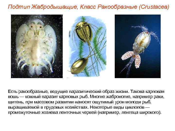 Подтип Жабродышащие, Класс Ракообразные (Crustacea) Есть ракообразные, ведущие паразитический образ жизни. Такова карповая вошь
