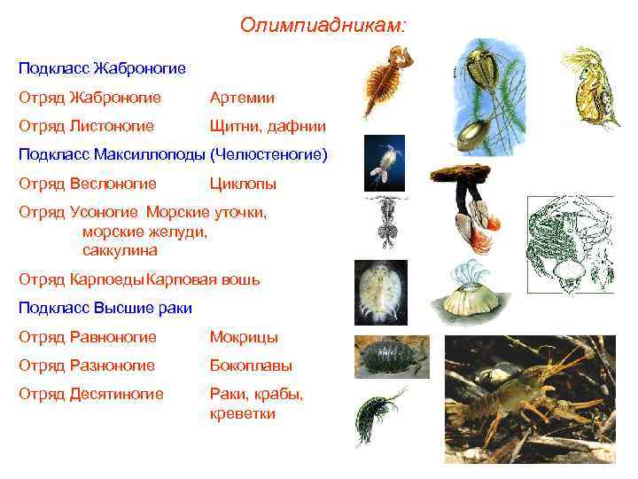 Олимпиадникам: Подкласс Жаброногие Отряд Жаброногие Артемии Отряд Листоногие Щитни, дафнии Подкласс Максиллоподы (Челюстеногие) Отряд