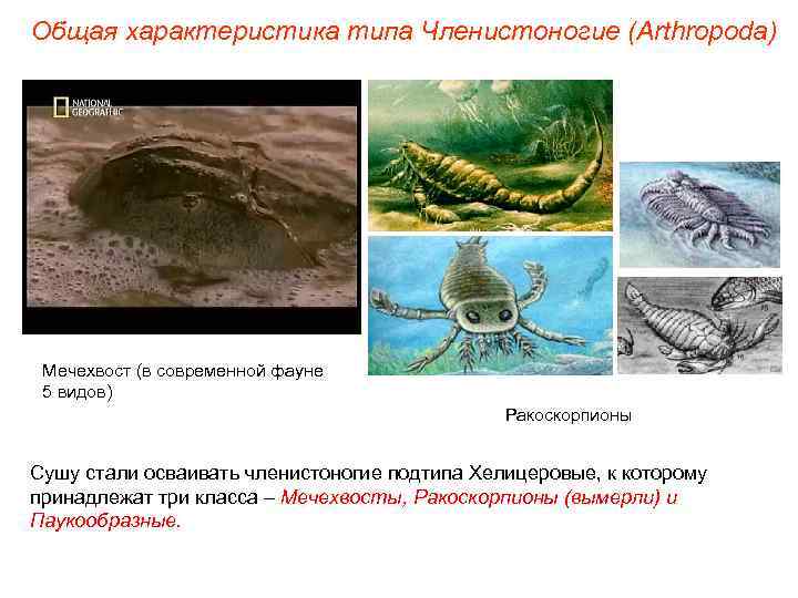 Общая характеристика типа Членистоногие (Arthropoda) Мечехвост (в современной фауне 5 видов) Ракоскорпионы Сушу стали
