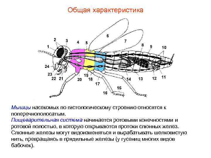 Общая характеристика Мышцы насекомых по гистологическому строению относятся к поперечнополосатым. Пищеварительная система начинается ротовыми